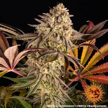 Image 3 of Blue Sunset Sherbert cannabis by Barneys Farm Seeds – Mostly Indica – 12/12 Photoperiod – Berry – Seed City