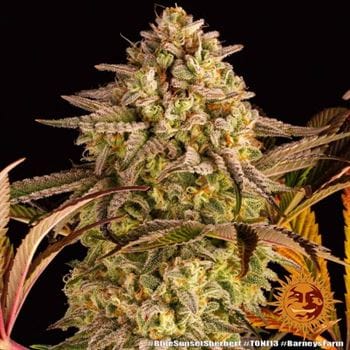 Blue Sunset Sherbert by Barneys Farm Seeds – Short (up to 80cm) – Berry – 12/12 Photoperiod – image 4 – Seed City