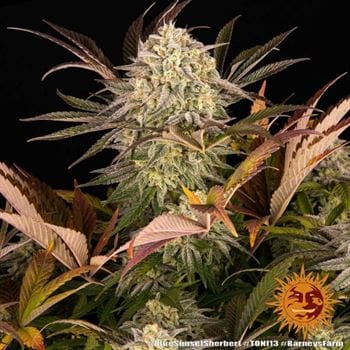Blue Sunset Sherbert by Barneys Farm Seeds – Mostly Indica – Female seeds – 12/12 Photoperiod – image 5 – Seed City