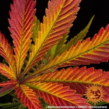 Blue Sunset Sherbert by Barneys Farm Seeds – 12/12 Photoperiod – Short (up to 80cm) – Female seeds – image 6 – Seed City