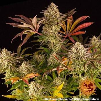 Blue Sunset Sherbert cannabis seeds – Female seeds – Mostly Indica – Short (up to 80cm) – image 7 from Seed City