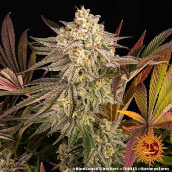 Image 8 of Blue Sunset Sherbert cannabis by Barneys Farm Seeds – Berry – Female seeds – 12/12 Photoperiod – Seed City
