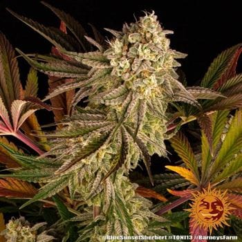 Blue Sunset Sherbert cannabis seeds – 12/12 Photoperiod – Beginning of October – Female seeds – image 9 from Seed City