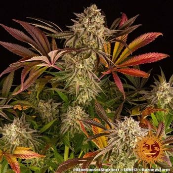 Blue Sunset Sherbert cannabis seeds – Mostly Indica – Outdoor cultivation – 12/12 Photoperiod – image 10 from Seed City