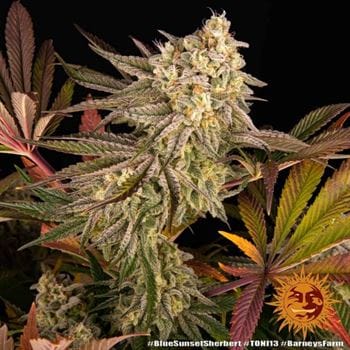 Blue Sunset Sherbert by Barneys Farm Seeds – Berry – Short (up to 80cm) – Female seeds – image 11 – Seed City
