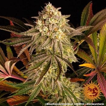 Blue Sunset Sherbert cannabis seeds – Mostly Indica – 12/12 Photoperiod – Beginning of October – image 12 from Seed City
