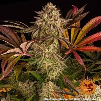 Image 13 of Blue Sunset Sherbert cannabis by Barneys Farm Seeds – Mostly Indica – Berry – Female seeds – Seed City