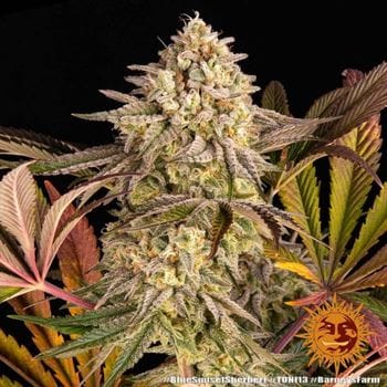 Image 14 of Blue Sunset Sherbert cannabis by Barneys Farm Seeds – 12/12 Photoperiod – Female seeds – Berry – Seed City
