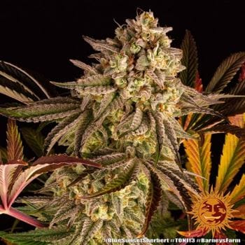 Blue Sunset Sherbert from Barneys Farm Seeds