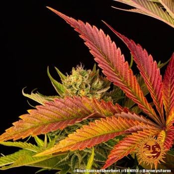 showing Mostly Indica – Berry – 12/12 Photoperiod – image 15 – Seed City