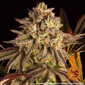 Blue Sunset Sherbert by Barneys Farm Seeds – Mostly Indica – Short (up to 80cm) – Female seeds – image 17 – Seed City