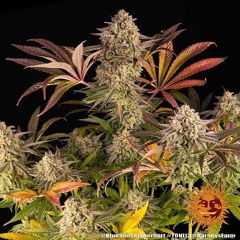 Blue Sunset Sherbert by Barneys Farm Seeds – Berry – Beginning of October – Mostly Indica – image 18 – Seed City