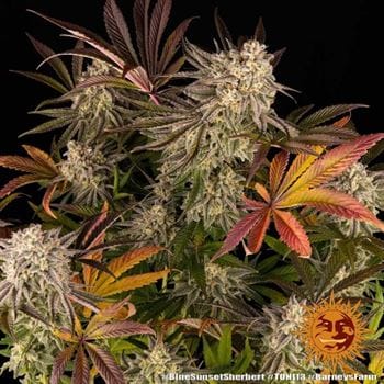 Blue Sunset Sherbert cannabis seeds – Excellent harvest potential – Berry – Short (up to 80cm) – image 19 from Seed City