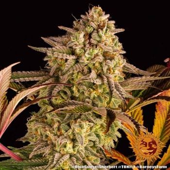 Blue Sunset Sherbert by Barneys Farm Seeds – Female seeds – Berry – 12/12 Photoperiod – image 20 – Seed City