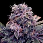 Super Strength – Indica-heavy – Sweet – Blue Berry strain – image 1 – from Spliff Seeds via Seed City