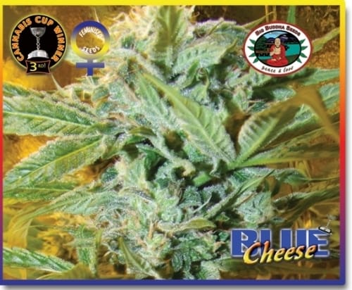 Sweet – Indoor – Mostly Indica – Blue Cheese strain – image 2 – from Big Buddha Seeds via Seed City