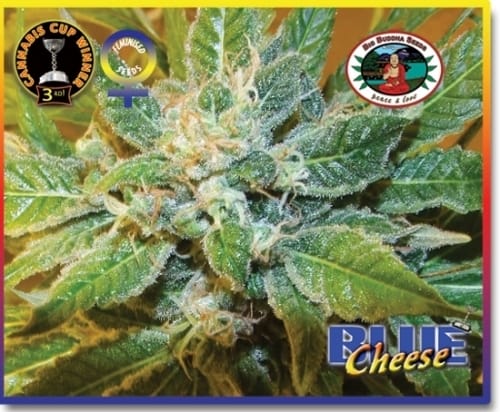 Blue Cheese by Big Buddha Seeds – The End of October – Indoor – Euphoric – image 3 – Seed City