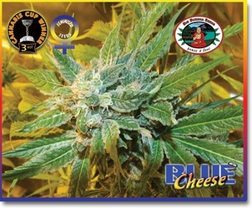 Blue Cheese from Big Buddha Seeds