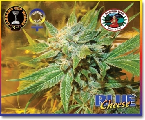 showing 12/12 Photoperiod – Sweet – Euphoric – image 4 – Seed City