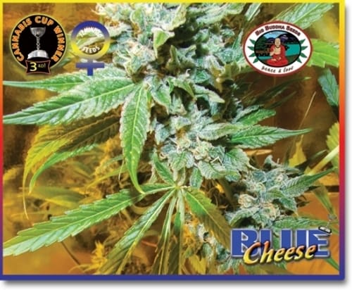 Blue Cheese cannabis seeds – 12/12 Photoperiod – Indoor – Female seeds – image 5 from Seed City