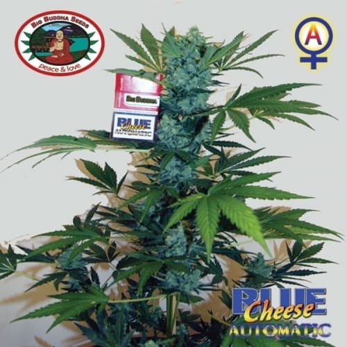 Blue Cheese Automatic from Big Buddha Seeds