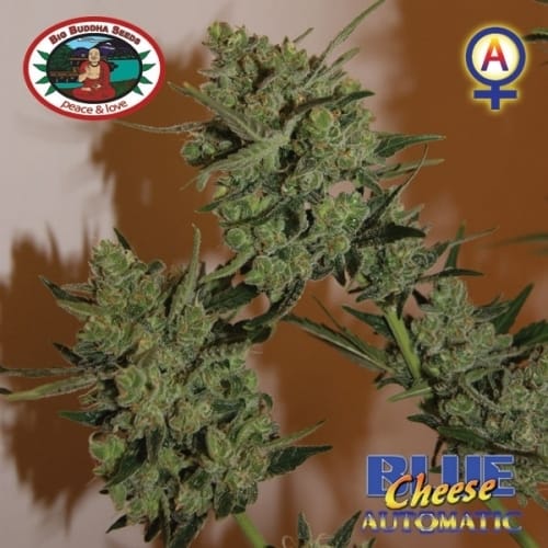 showing Female seeds – Indoor – Auto-Flowering – image 2 – Seed City