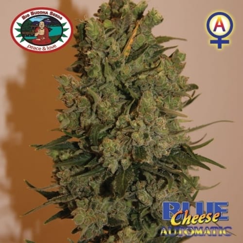 Female seeds – Indoor – Auto-Flowering – Blue Cheese Automatic strain – image 3 – from Big Buddha Seeds via Seed City