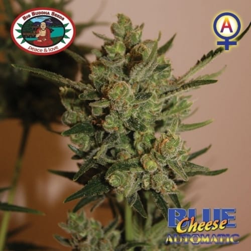 Blue Cheese Automatic cannabis seeds – Female seeds – Indoor – Cheese – image 4 from Seed City