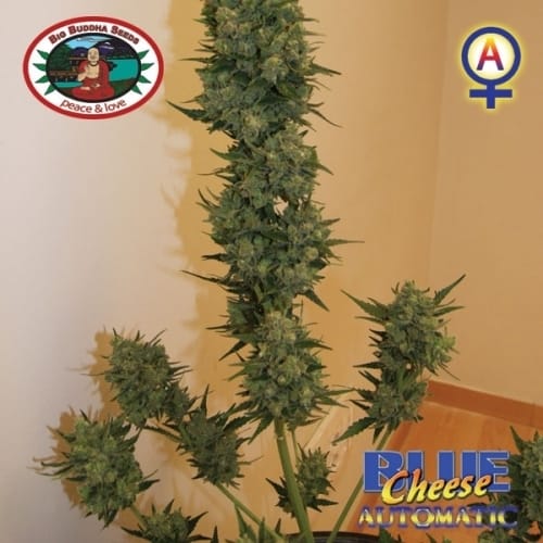 Auto-Flowering – Female seeds – Cheese – Blue Cheese Automatic strain – image 5 – from Big Buddha Seeds via Seed City