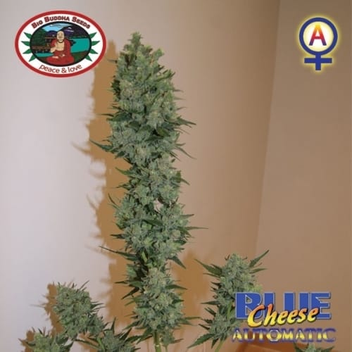 Blue Cheese Automatic by Big Buddha Seeds – Cheese – Auto-Flowering – Female seeds – image 6 – Seed City