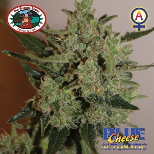Image 8 of Blue Cheese Automatic cannabis by Big Buddha Seeds – Auto-Flowering – Indoor – Female seeds – Seed City