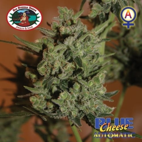 Auto-Flowering – Cheese – Female seeds – Blue Cheese Automatic strain – image 9 – from Big Buddha Seeds via Seed City