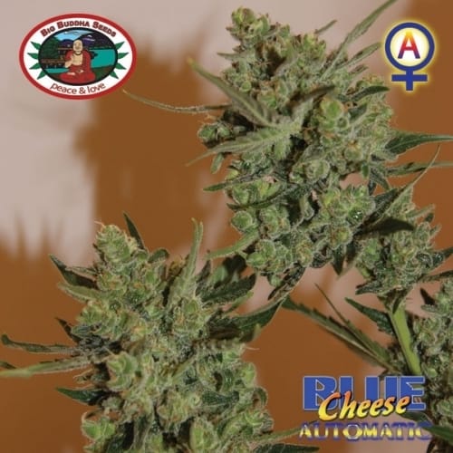 Blue Cheese Automatic from Big Buddha Seeds