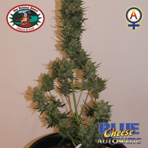 showing Auto-Flowering – Cheese – Female seeds – image 10 – Seed City