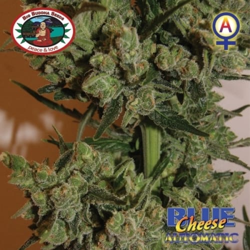 Image 11 of Blue Cheese Automatic cannabis by Big Buddha Seeds – Female seeds – Auto-Flowering – Cheese – Seed City