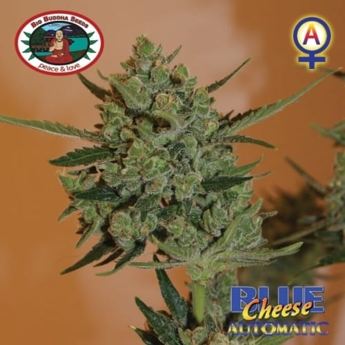 Blue Cheese Automatic by Big Buddha Seeds – Indoor – Auto-Flowering – Female seeds – image 13 – Seed City