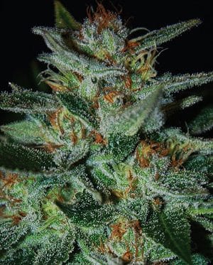 Blue Funk AKA Blue Cheese