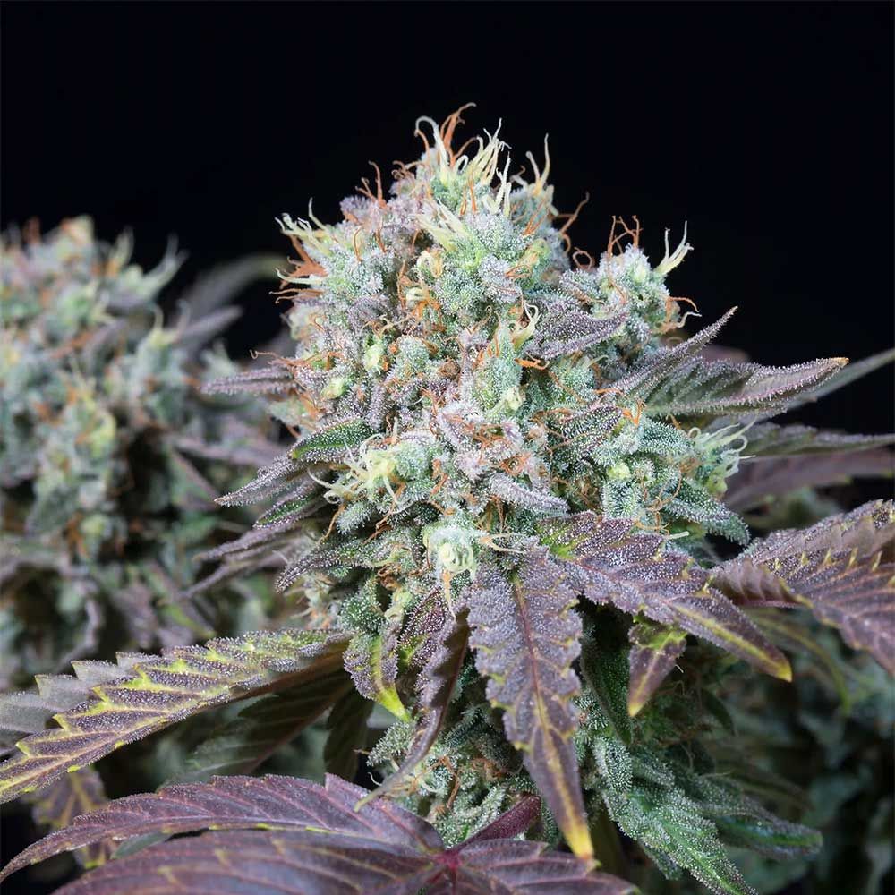 Blue Gem cannabis seeds – Excellent harvest potential – Super Strength – Sweet – image 1 from Seed City