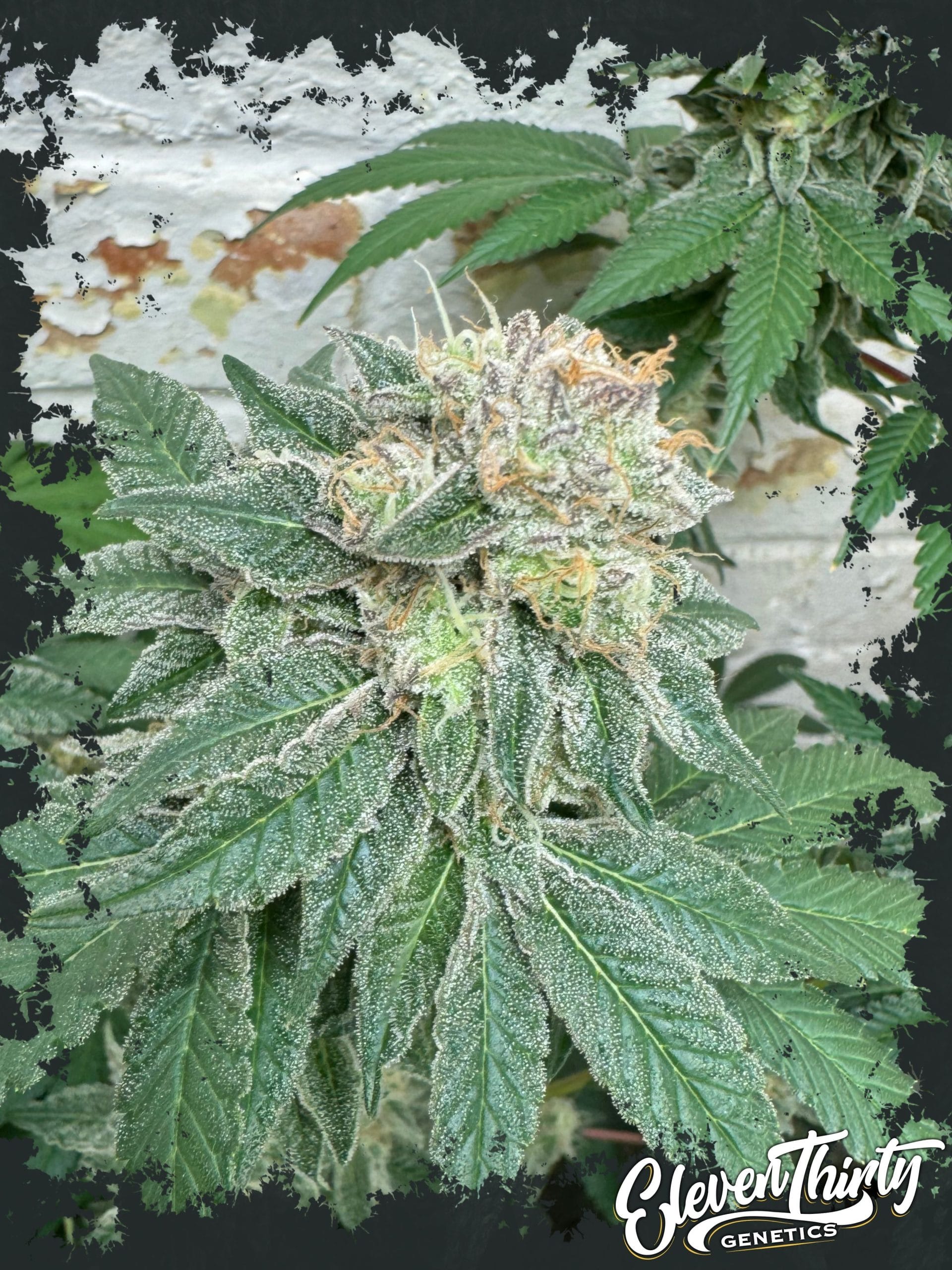 Blue Zlushi from ElevenThirty Genetics
