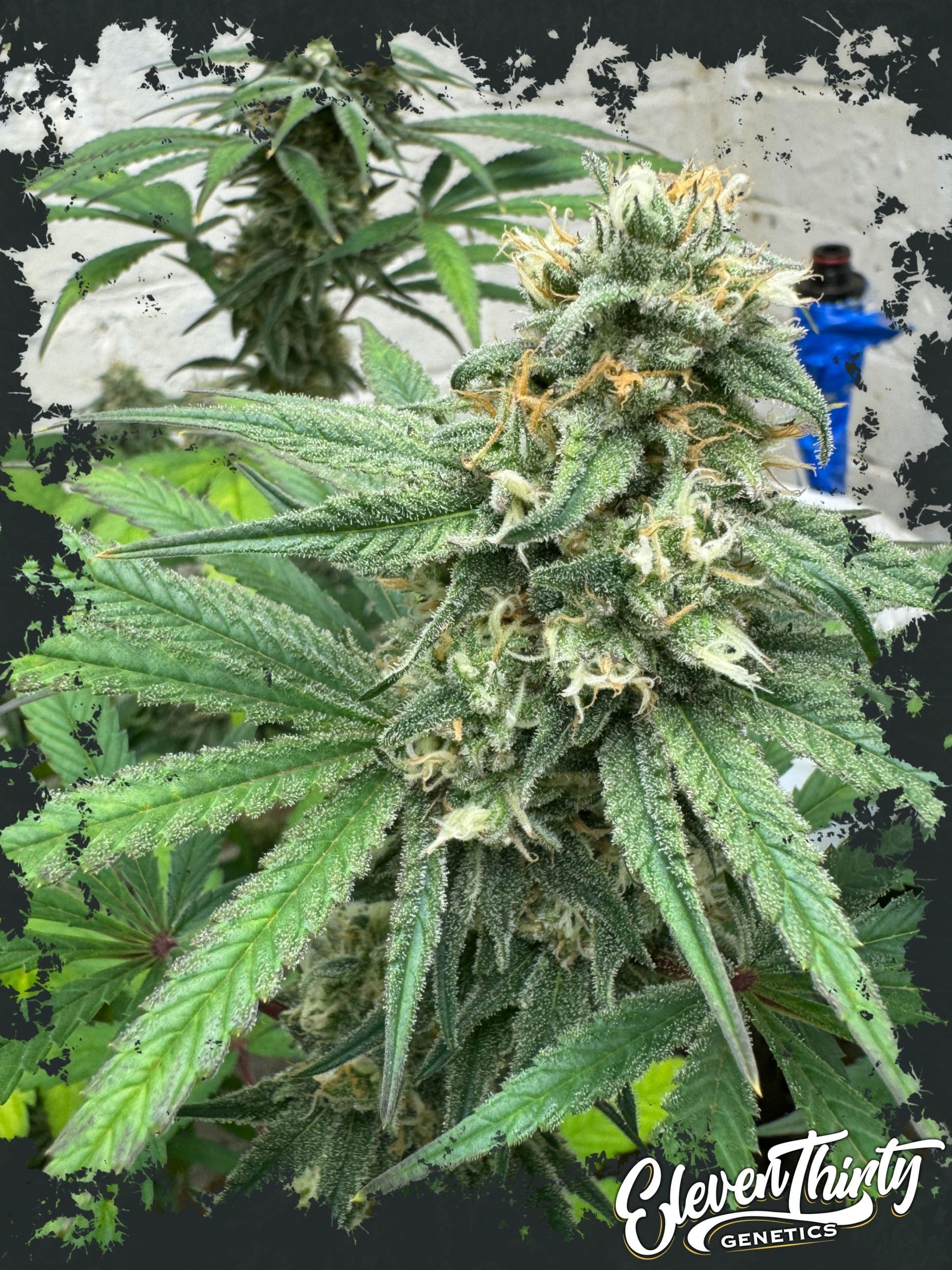 Blue Zlushi Auto by ElevenThirty Genetics – Super Strength – Indica – The End of September – image 1 – Seed City