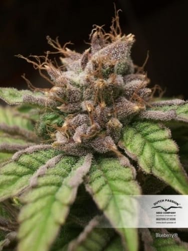 Regular – Middle of October – Fruity – Blueberry strain – image 2 – from Dutch Passion Seeds via Seed City