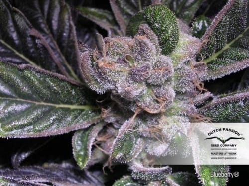 Blueberry by Dutch Passion Seeds – Outdoor cultivation – Middle of October – 12/12 Photoperiod – image 3 – Seed City