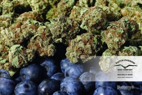 Outdoor cultivation – Fruity – Middle of October – Blueberry strain – image 7 – from Dutch Passion Seeds via Seed City