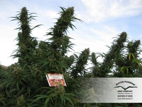 Blueberry from Dutch Passion Seeds