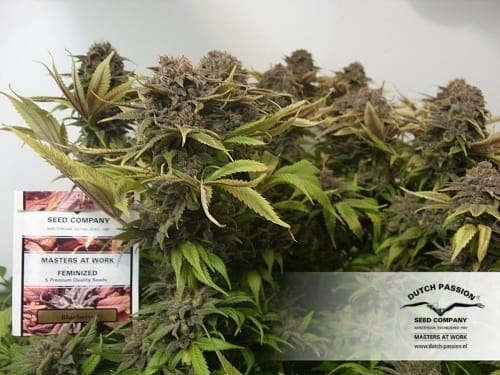 showing Mostly Indica – Middle of October – Super Strength – image 8 – Seed City