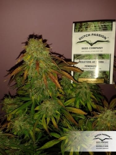 Blueberry cannabis seeds – Regular – Fruity – Middle of October – image 9 from Seed City