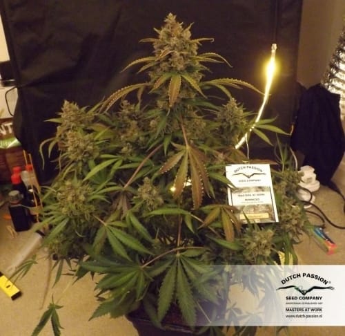 Blueberry cannabis seeds – Middle of October – Fruity – Mostly Indica – image 10 from Seed City