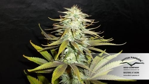 Blueberry from Dutch Passion Seeds
