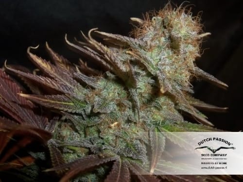 showing Middle of October – Fruity – Outdoor cultivation – image 11 – Seed City