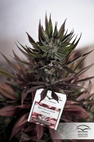 Blueberry cannabis seeds – 12/12 Photoperiod – Super Strength – Middle of October – image 12 from Seed City